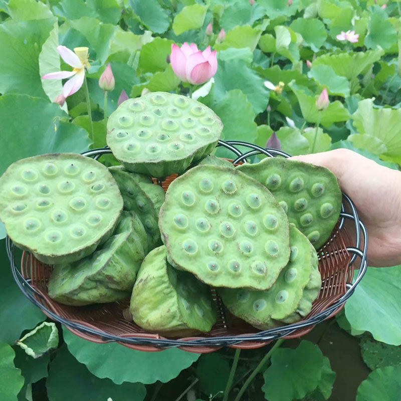 莲子新鲜莲蓬生吃现摘现发湘莲嫩连水果15朵约新鲜莲蓬