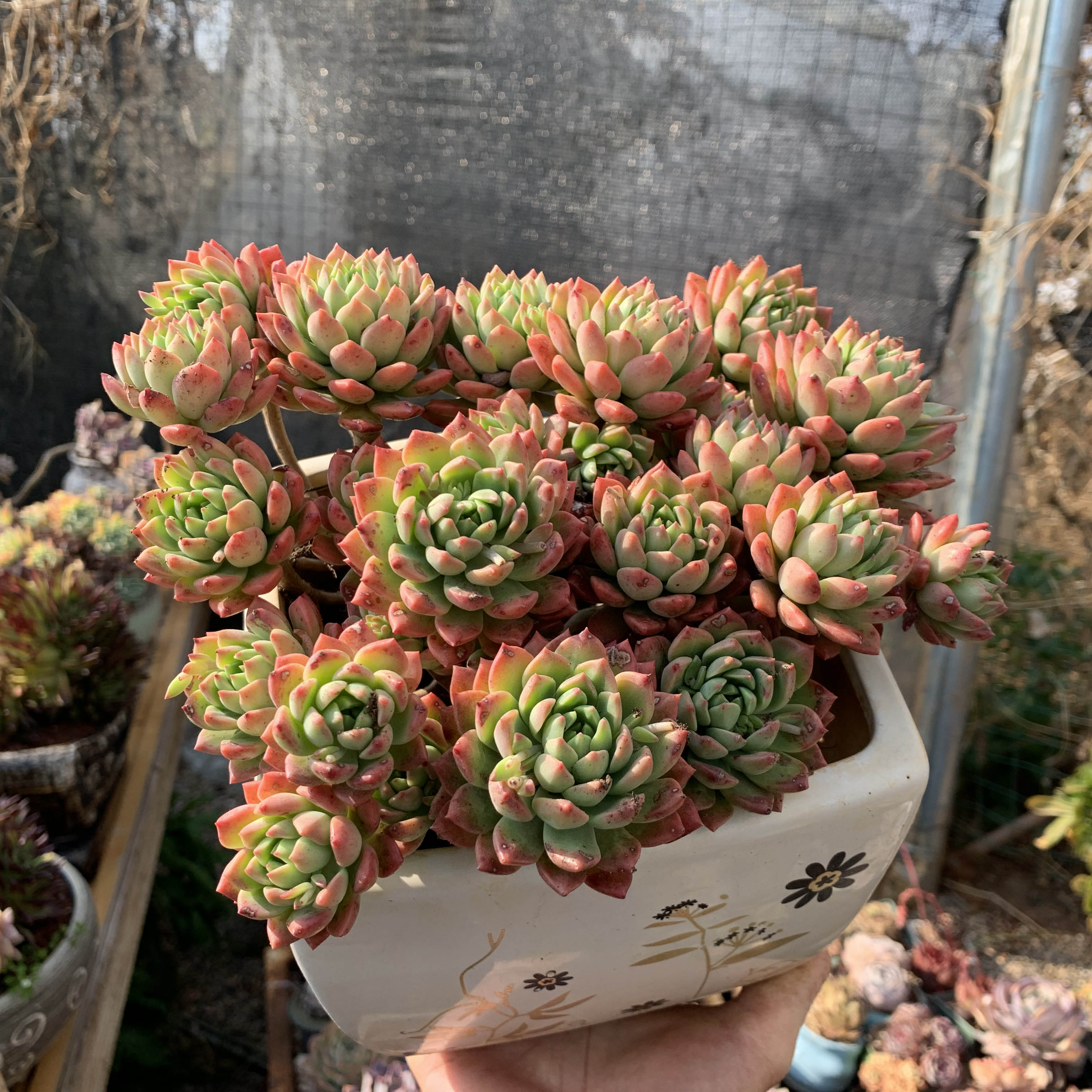 梁梁园造型群生清棚精品状态整桩老桩控养马库斯多肉