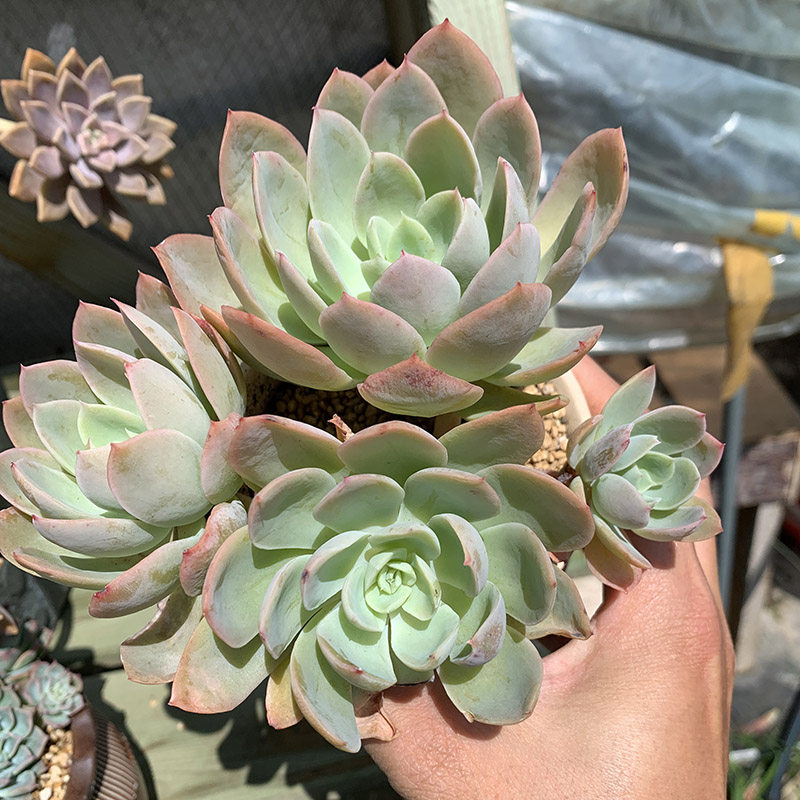 丝绸面纱薄叶超仙多肉植物大颗好养粉红色云南多肉植物