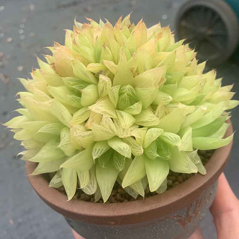 黄金多肉小盆办公室阴好物喜植物玉露黄金宝十二多肉植物