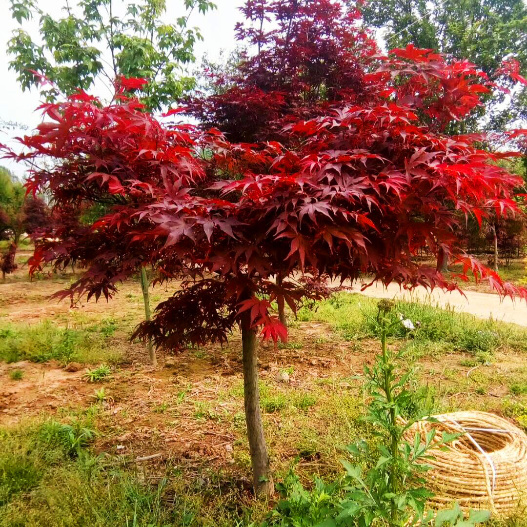 红枫树苗四季中国盆栽绿植风景树黄金枫地栽行道树