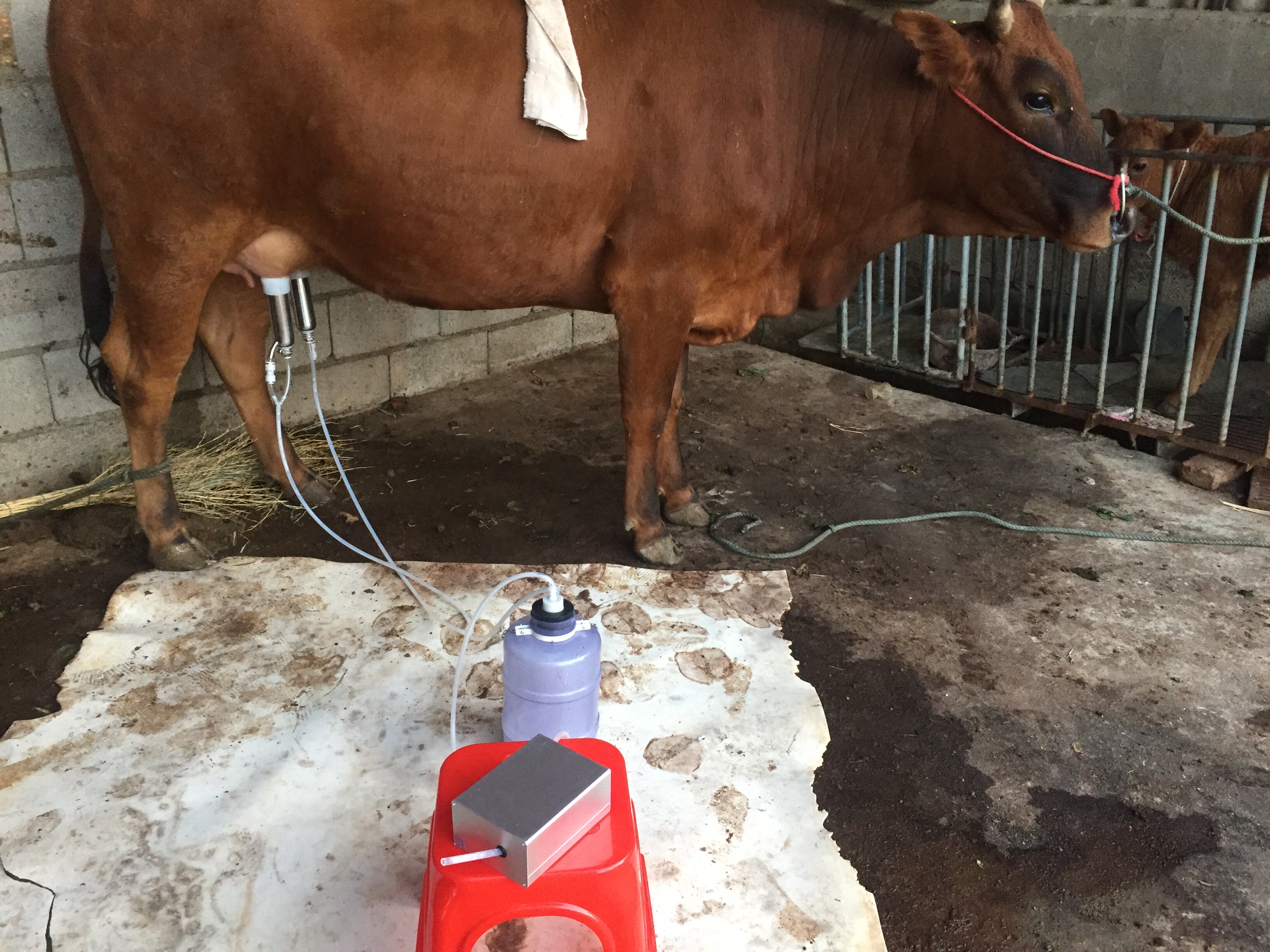奶牛吸奶器挤奶机羊用挤奶器牛用家用电动吸羊奶器挤牛奶器骆驼用