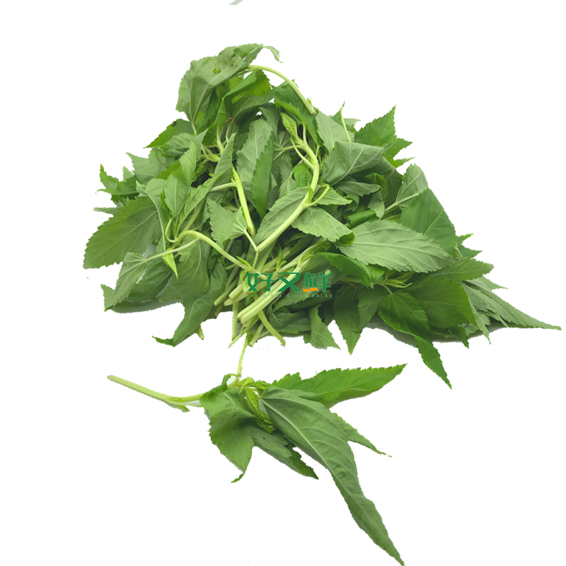 新鲜麻叶潮汕特色菜酒楼餐厅野菜农产品500g广东其它