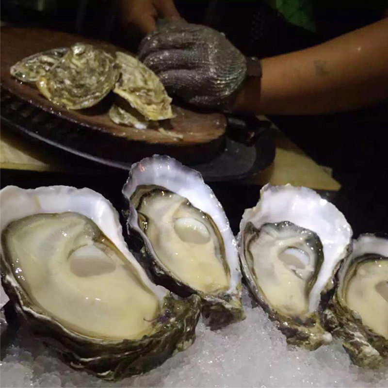 福建漳州诏安梅岭生蚝鲜活牡蛎贝类烧烤海新鲜生蚝