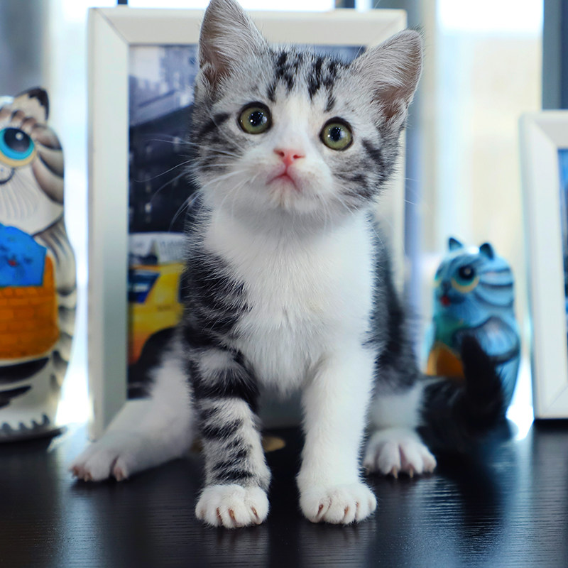 美短猫纯种猫咪活体宠物猫幼崽短毛猫美短加白起司猫虎斑短腿猫