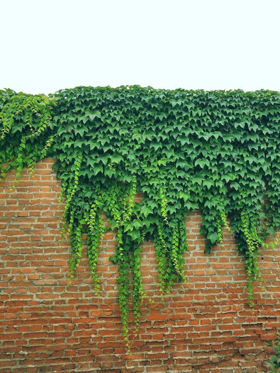 散装四季地锦三叶植物叶植物爬藤攀援观爬山虎种子家庭园艺种子