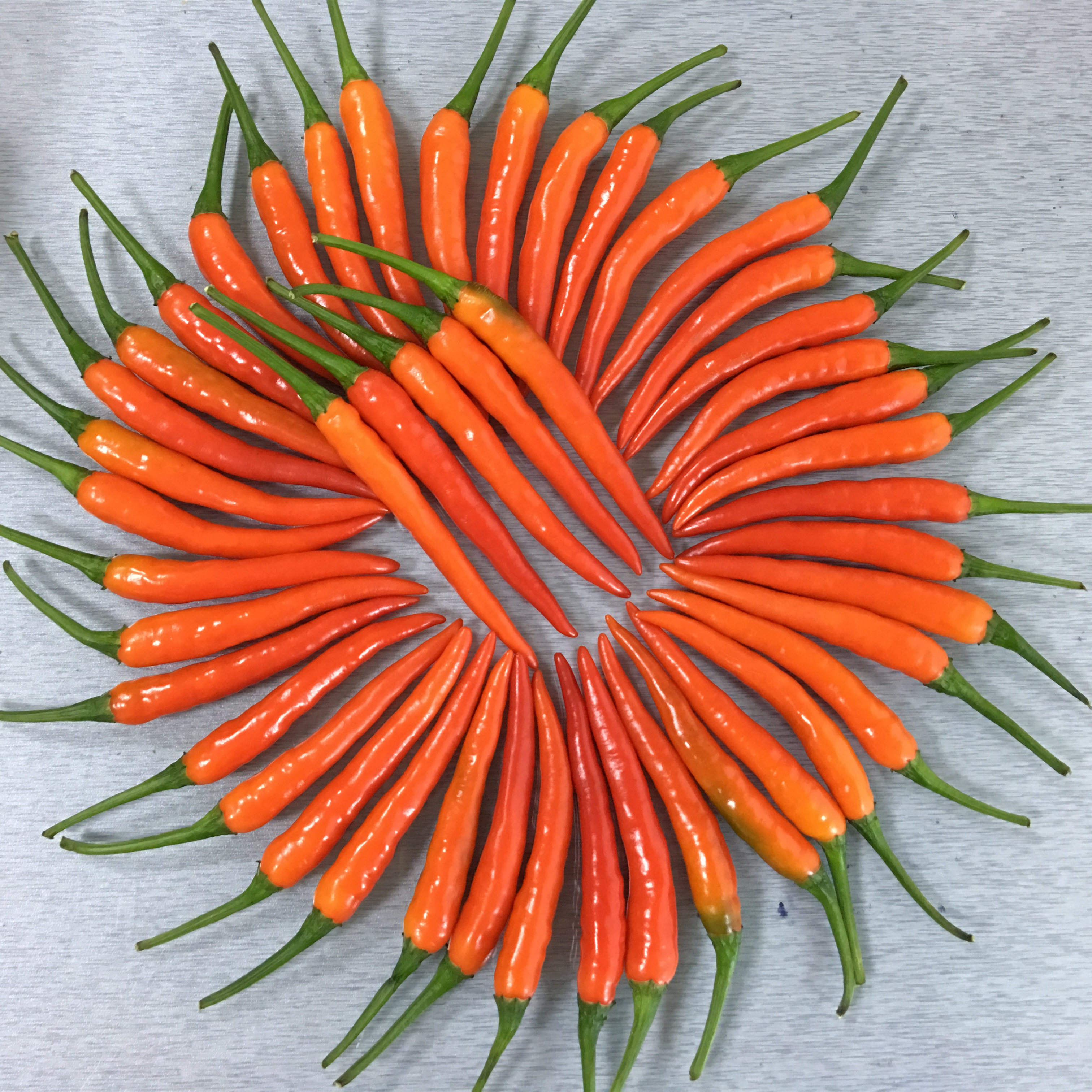 泰椒朝天辣椒种子橘红色硬度高辣味浓耐热耐湿家庭园艺种子