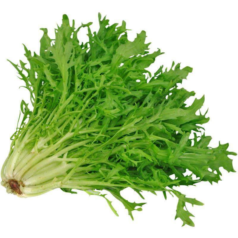 巴西苦菊种子天然营养黄心苦菊野菜蔬菜种子特菜种子基地种植