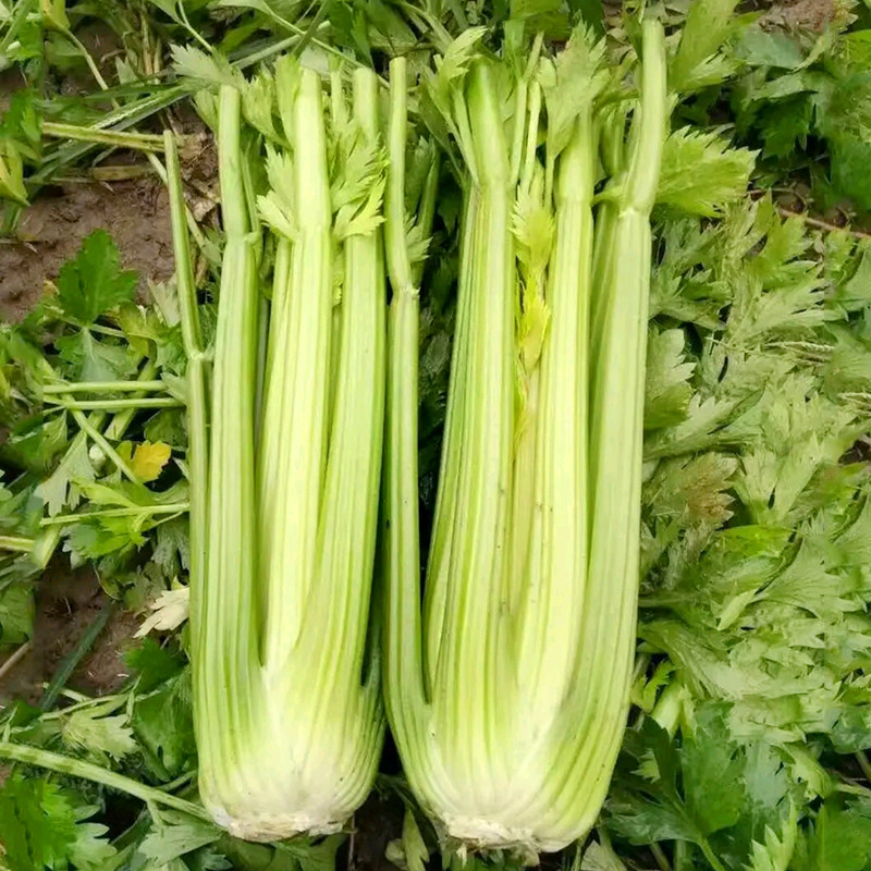 华煜法国皇后进口原装西芹种子四季播芹菜种家庭园艺种子