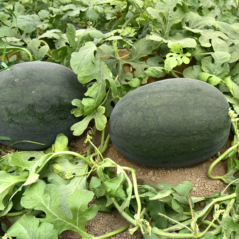 西瓜巨霸种子特大巨型高产黑皮种籽南方春季家庭园艺种子