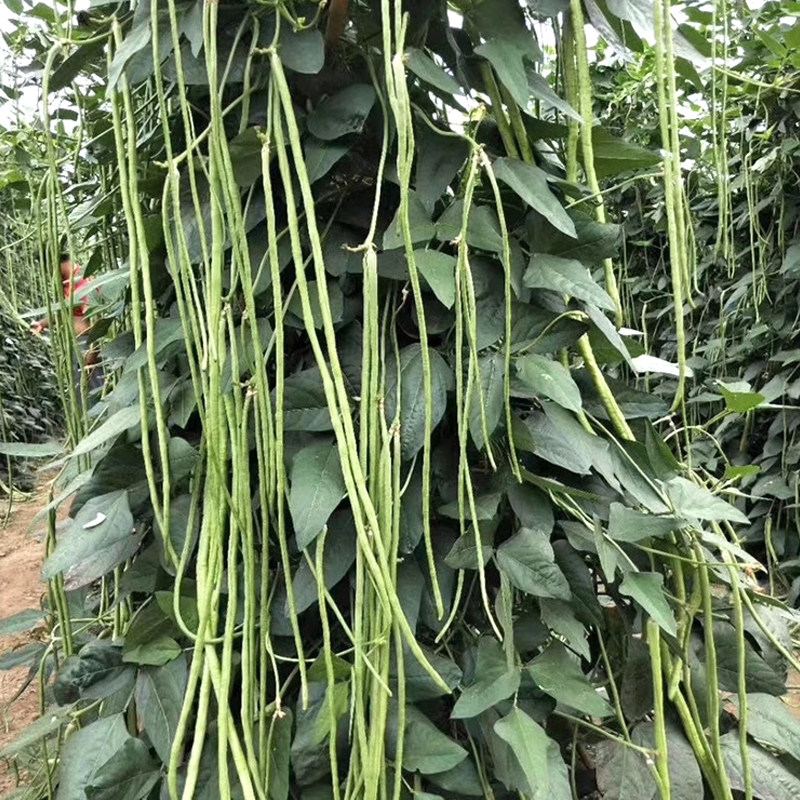 北京特长十八豆豇豆种子高产春季播耐热秋播耐寒纤维少抗病性强