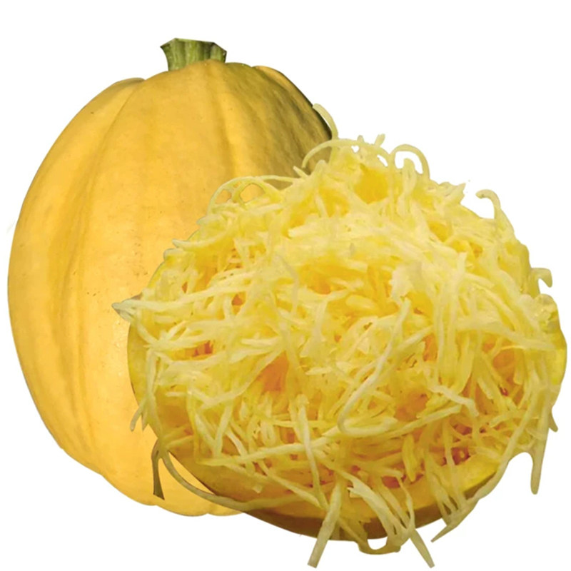 种子绞丝金丝瓜丝瓜搅绞角瓜抗病早熟天然粉丝家庭园艺种子