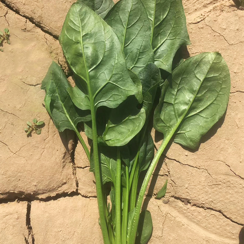 菜种耐热圆叶大叶菠菜子夏抗热春秋秋季夏季家庭园艺种子