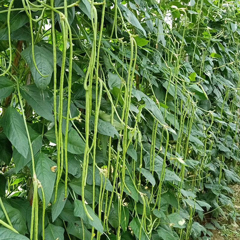 种子特长绿皇皇帝豇豆绿条豆角架豆四季高产家庭园艺种子