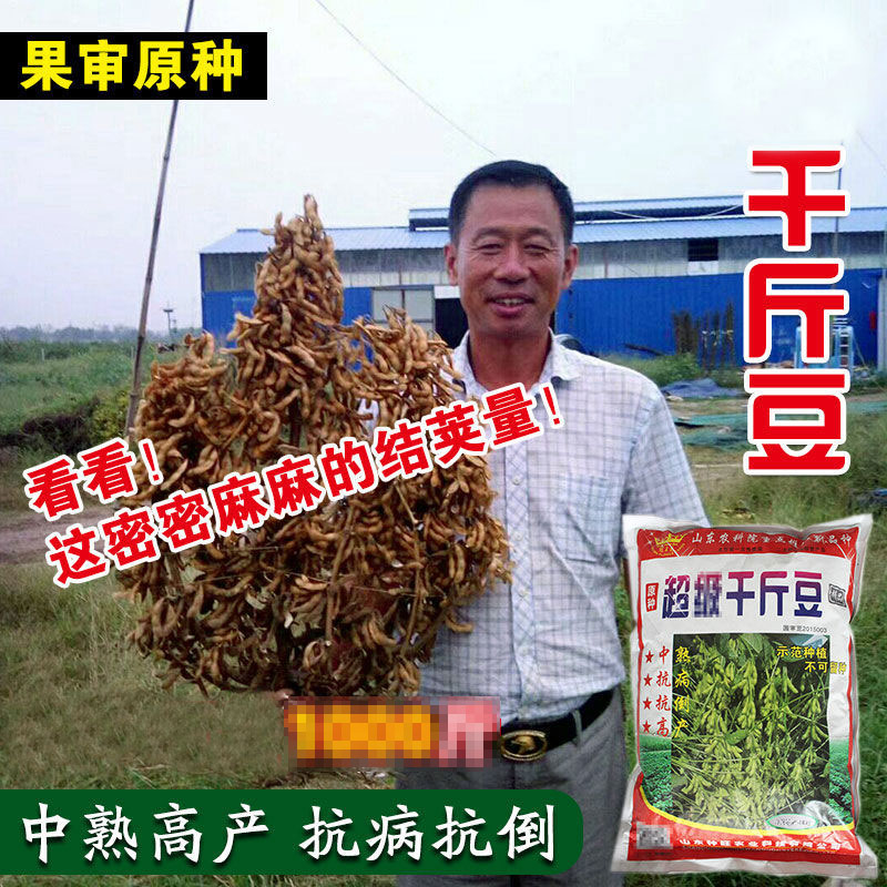 大豆黄豆种子高产千斤基地1000斤农户大面积种植家庭