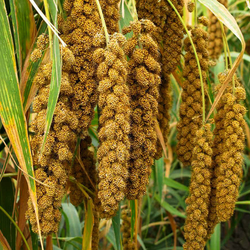 种子小米谷种谷子金玉香米谷香粘抗鸟抗倒伏家庭园艺种子