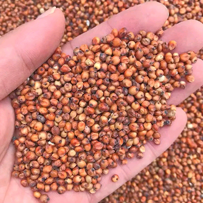 高粱酿酒酒香9号春季播种种子红高粱粘糯籽种家庭园艺种子