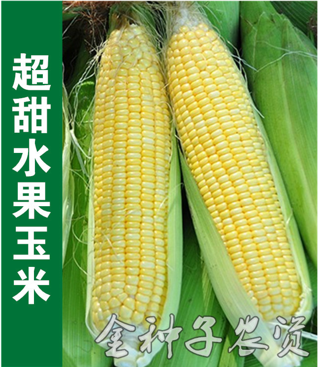 种子水果玉米超甜春季夏季秋季四季甜粘高产家庭园艺种子
