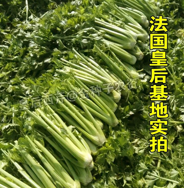种子皇后芹菜法国clsue公司原装进口西芹100g原装家庭园艺种子