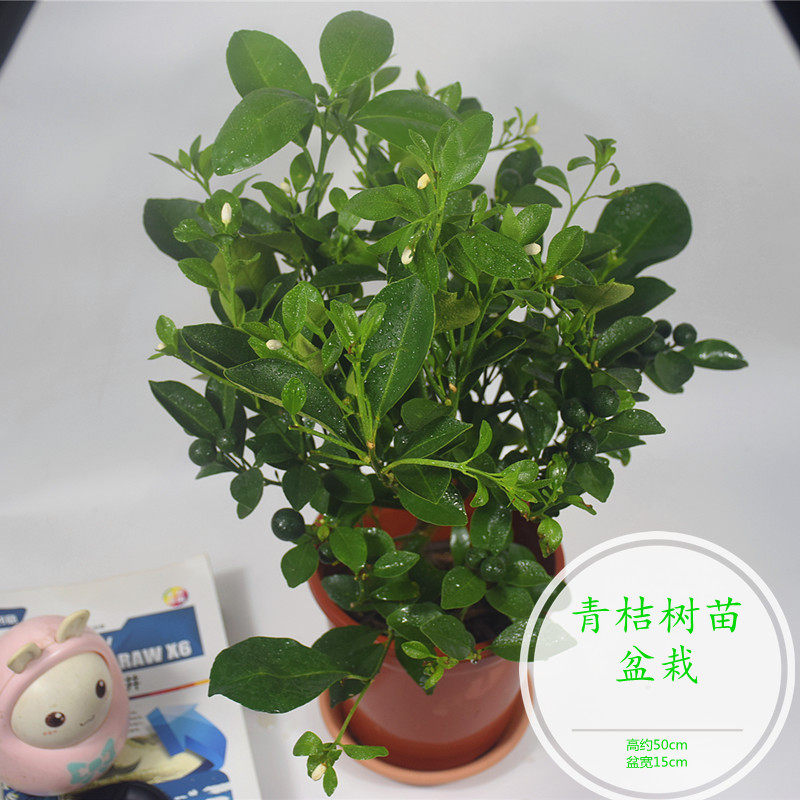 小青盆栽观植物庭院客厅净化空气好养易活老树苗优质绿植