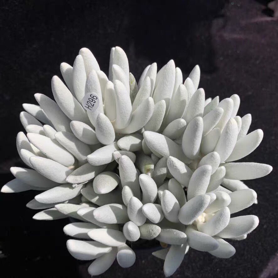 银月高贵银白色多肉植物盆栽花卉绿植银蚕群生多肉植物