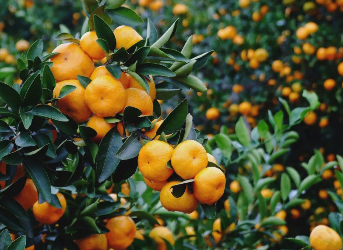 正宗石门南丰蜜桔10斤新鲜现摘特产水果精品桔子