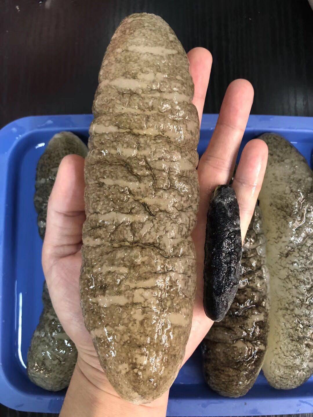 海参澳洲洲明38头明秃参沙秃参光秃参猪婆参干品