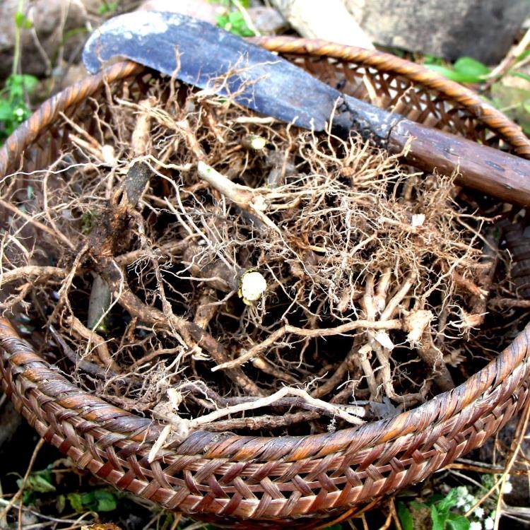 野生臭牡丹根 中草yao材 矮桐子 臭枫根 臭八宝 臭芙蓉