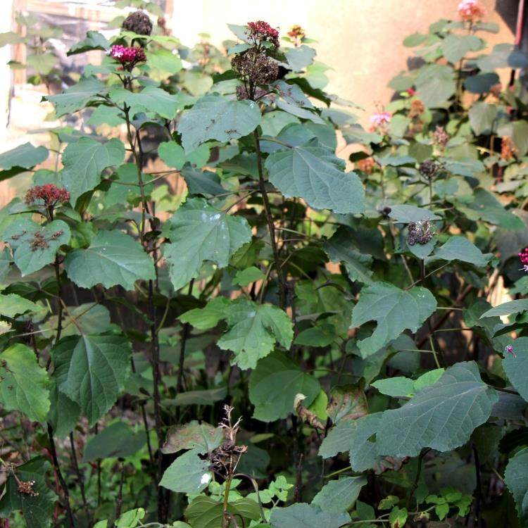 野生臭牡丹根 中草yao材 矮桐子 臭枫根 臭八宝 臭芙蓉