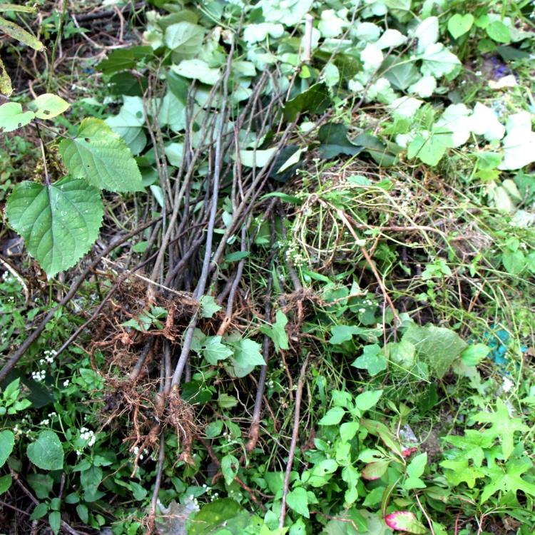 野生臭牡丹根 中草yao材 矮桐子 臭枫根 臭八宝 臭芙蓉