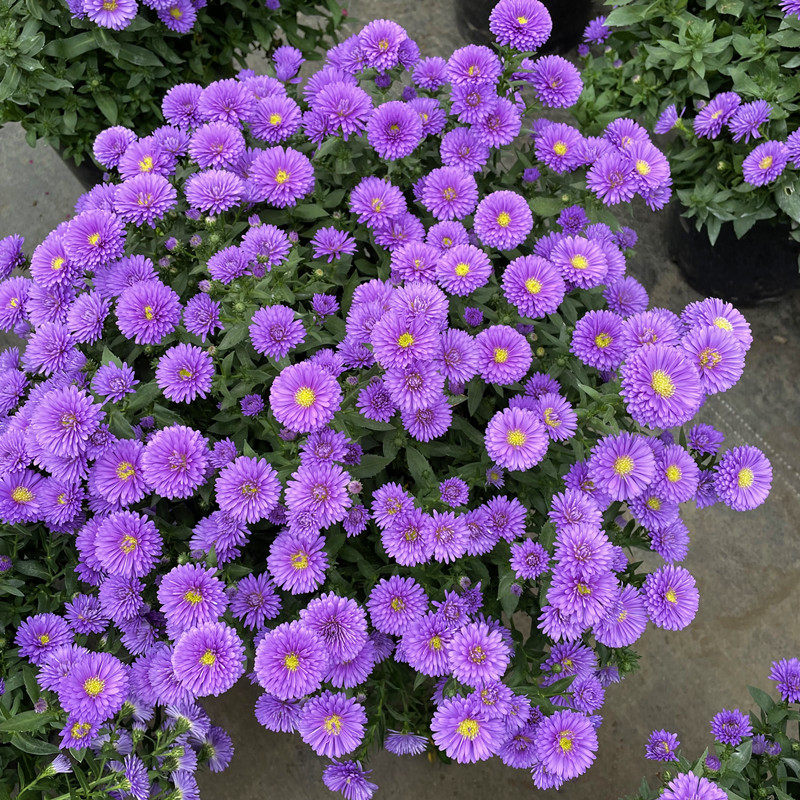 翠菊盆栽紫苑花卉菊花花期长阳阳台庭院植物时令草本花卉