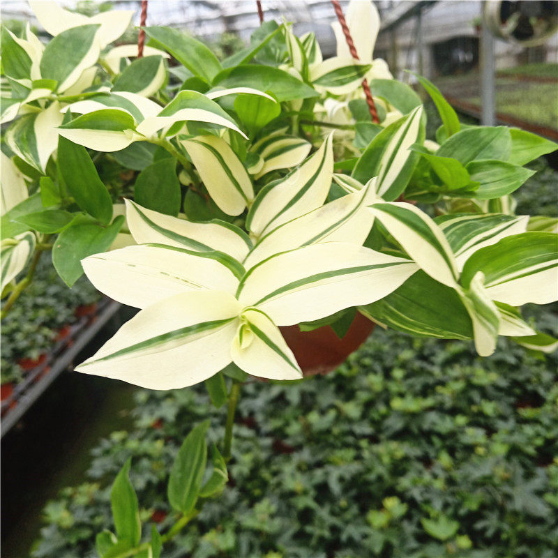 吊兰鸭舌盆栽垂吊花卉吊竹室内阳台四季长青绿植