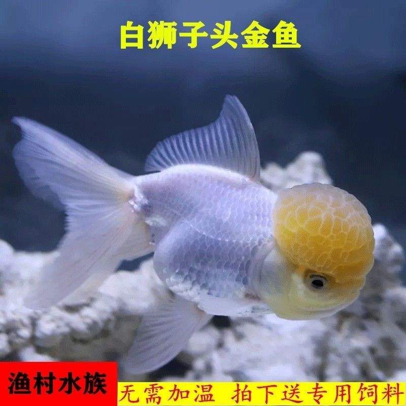 红狮狮子头金鱼活体招财鸿运当头自养冷水观赏观赏鱼鱼