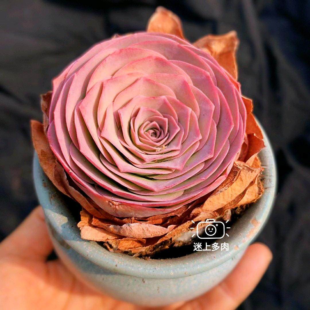 玫瑰潘多拉山地小贵多肉植物粉色色系状态持久多肉植物