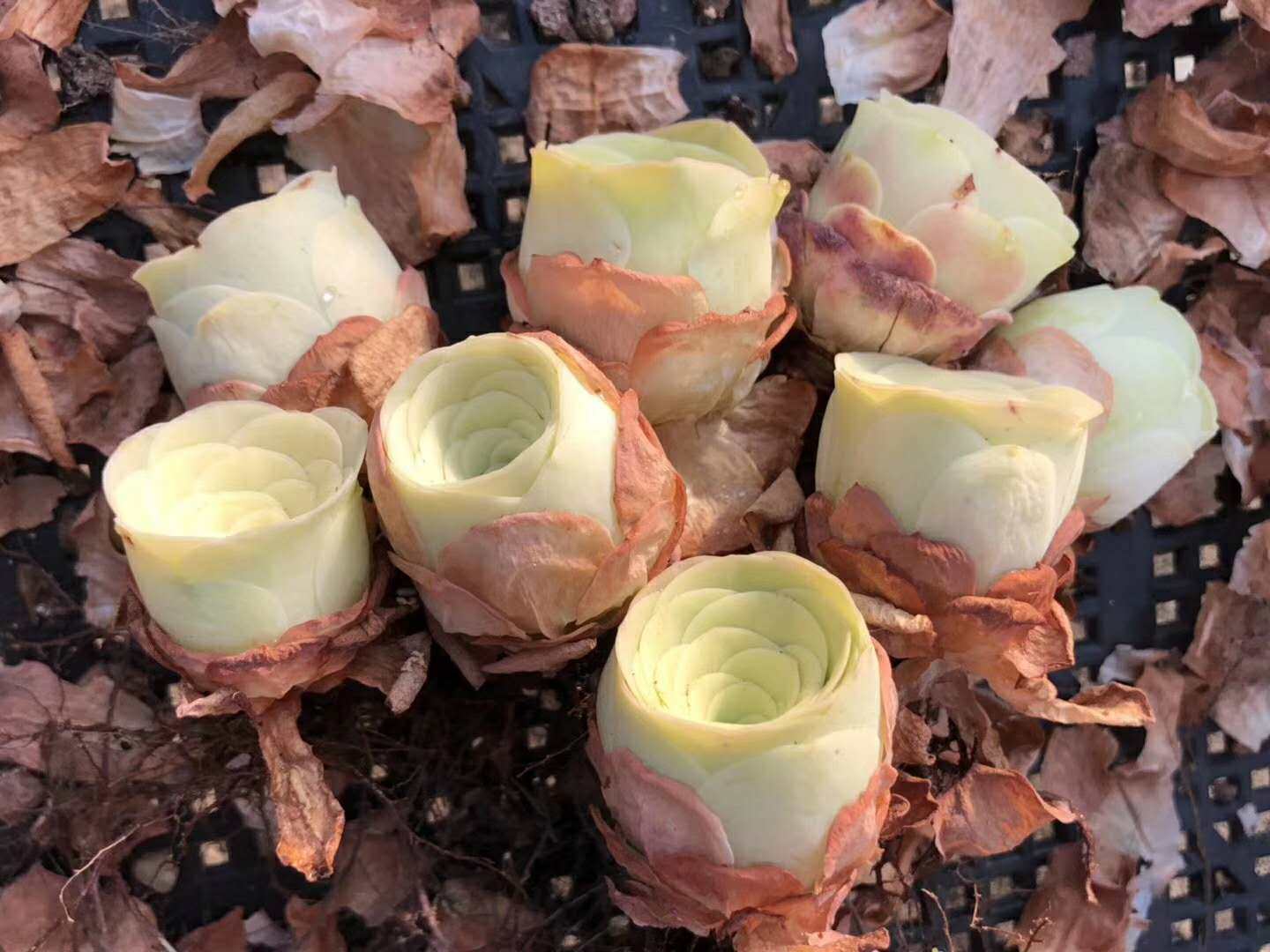 玫瑰黄玫瑰山地状态罗拉新手多肉植物多肉植物