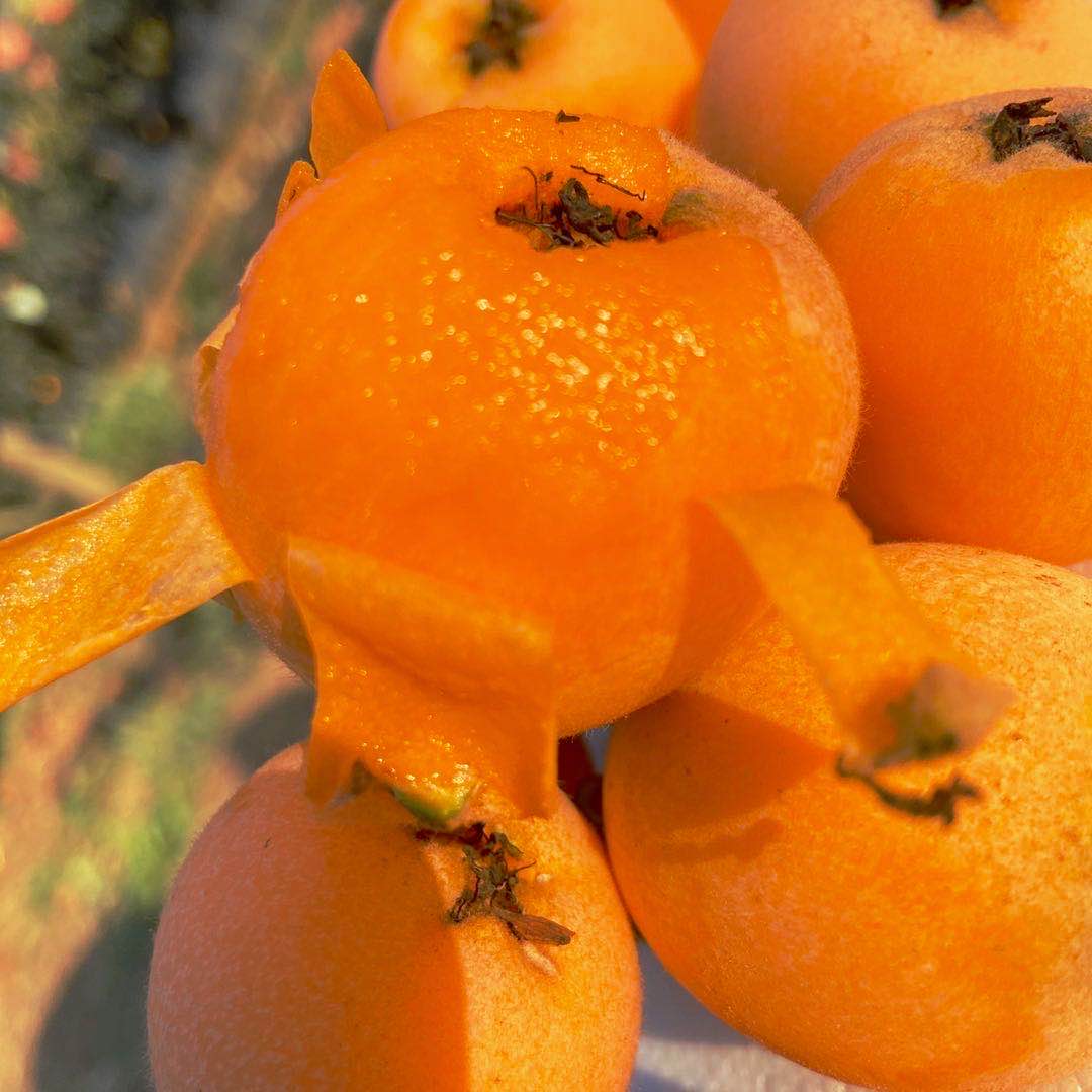 每天发货大凉山德昌高山枇杷应季整箱中果大果包邮老少孕妇小孩