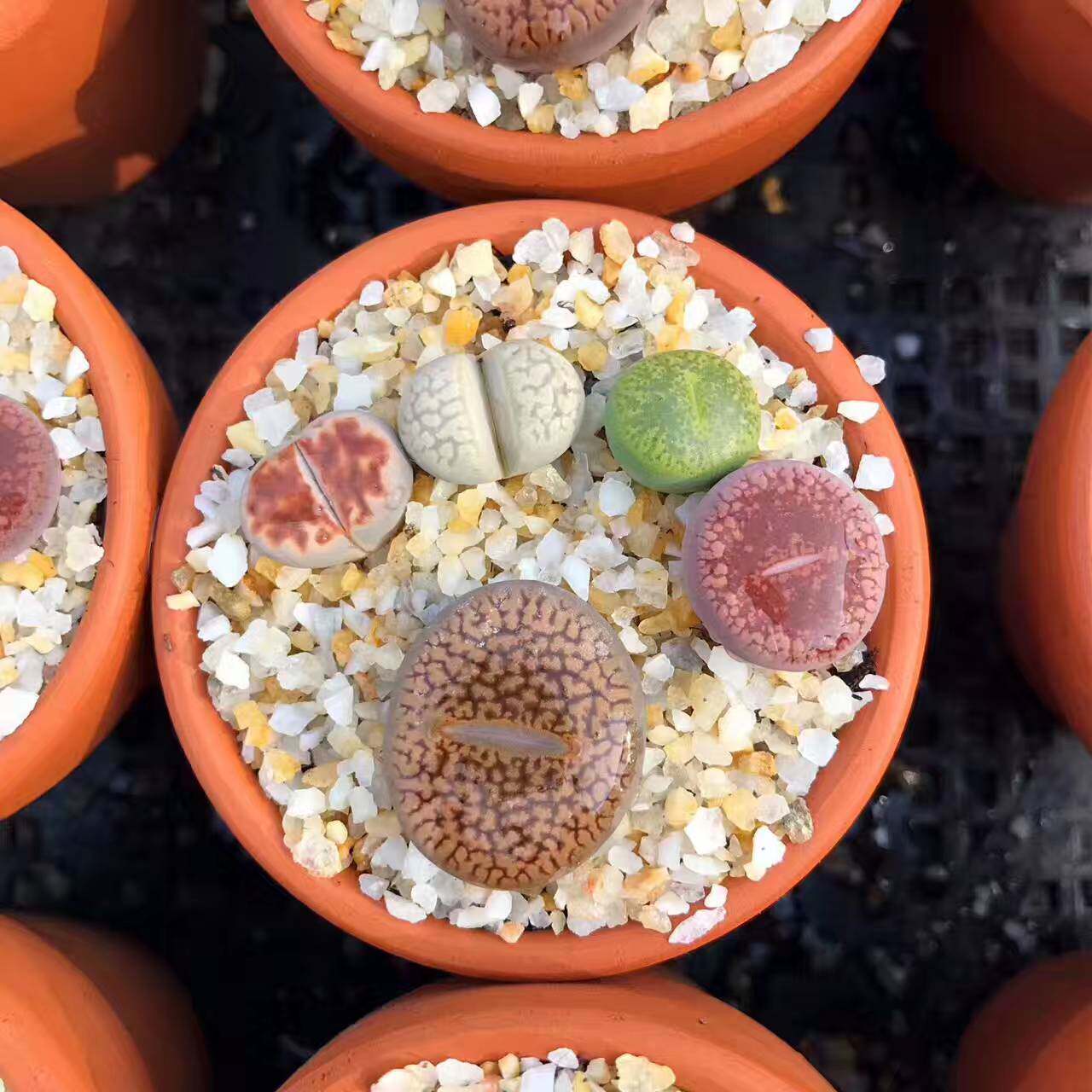 多肉大生石花pp屁股花春桃玉南非混播绿植多肉植物