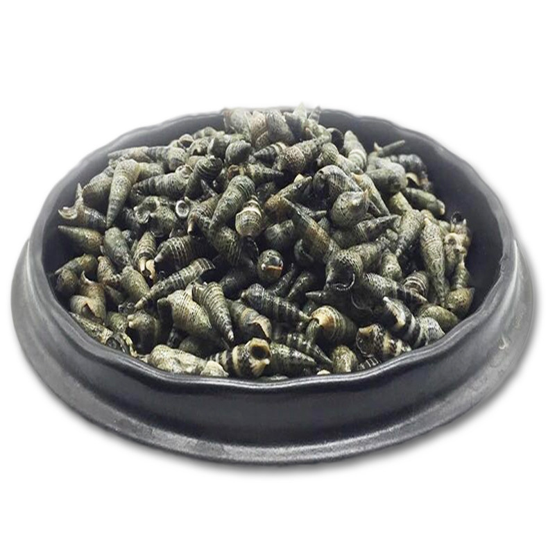 海瓜子小海锥螺鲜活海螺丝新鲜小海螺小钉螺海抽吸波罗大连海鲜