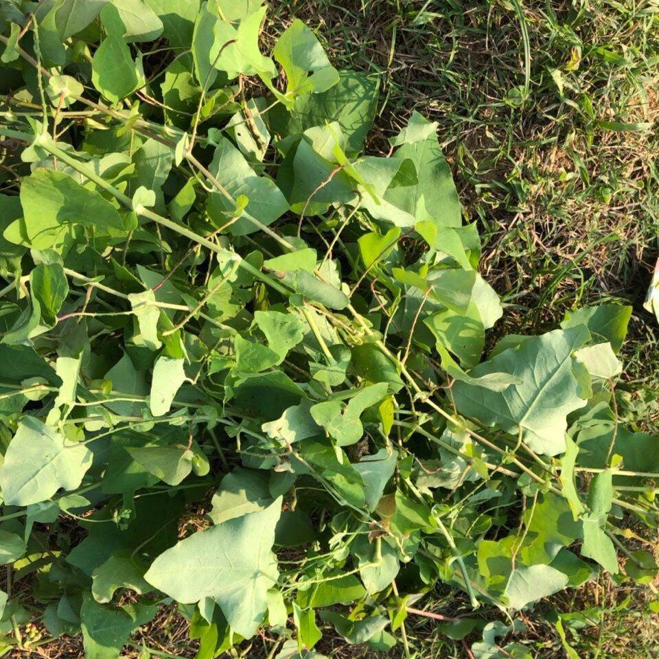 野生不过中草刺藤老虎犁头南蛇晒蛇杠板农家其他药食同源食品