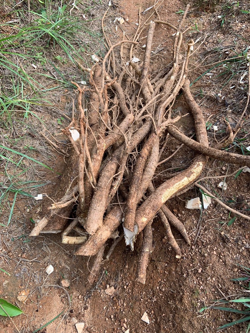 野生老虎千枚不落楤木百鸟不扑选鹰包邮500克其他药食同源食品