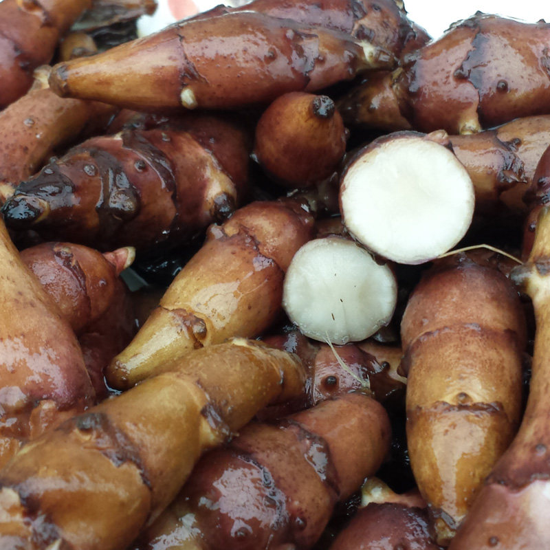 小样样儿春天地环咸菜农家手工自制脆爽拌姜腌制