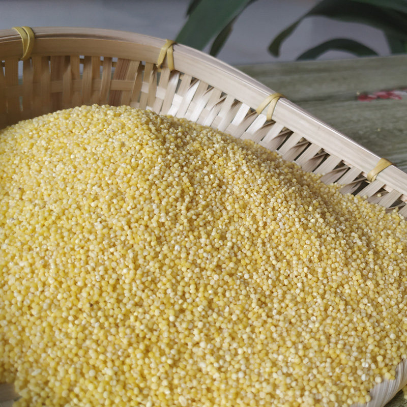 东北小米出油小黄米新新米农家自产粗粮谷子小米
