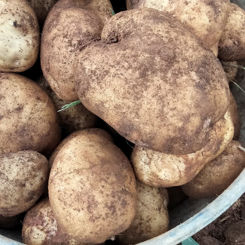 新鲜现挖贵州威宁土豆高山大洋芋农家自种五斤毕节黄皮黄心马铃薯