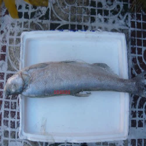 黑龙江东北特产抚远县特产纯天然纯江鱼野生鱼岛子鱼白鱼开江鱼