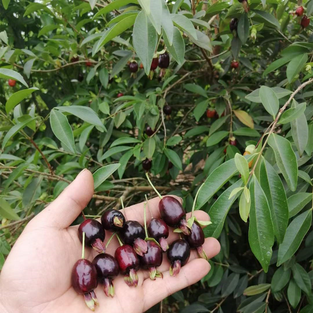 樱桃热卖新品巴西大果黑玫瑰当年结果南方阳台果树