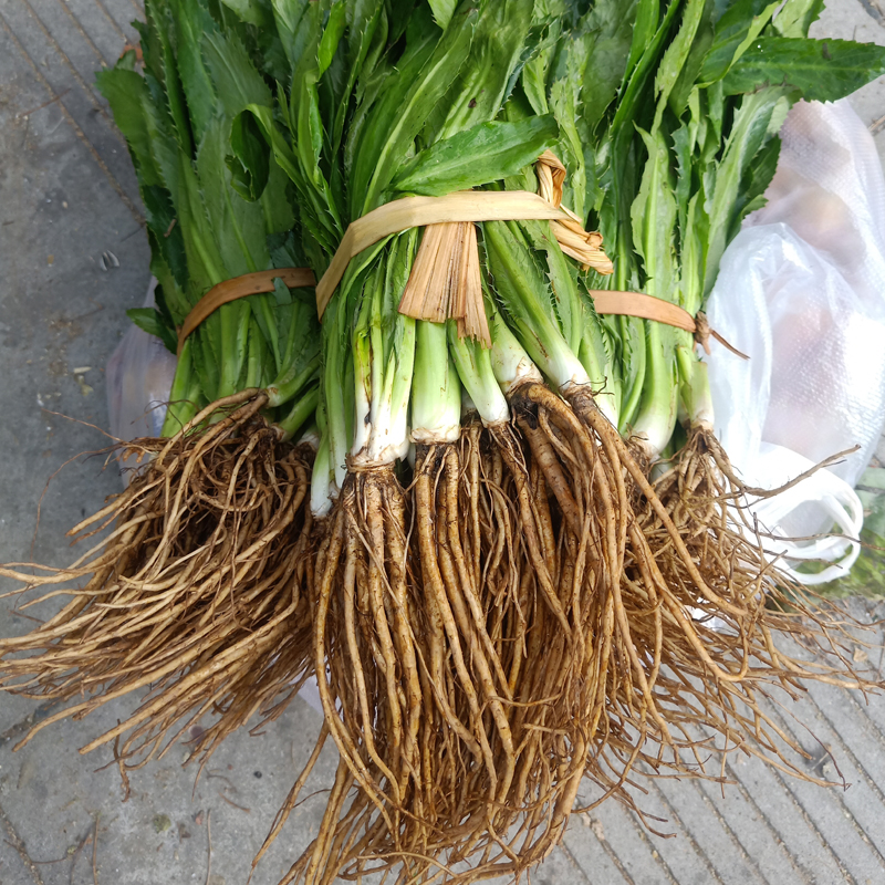 云南南大香菜新鲜缅甸老缅芫荽傣族香料刺芫其它