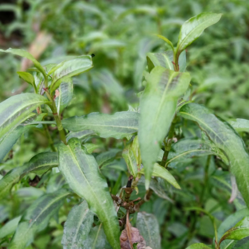 云南香柳香辣蓼鱼生新鲜蔬菜傣族香料撒撇佐料其它