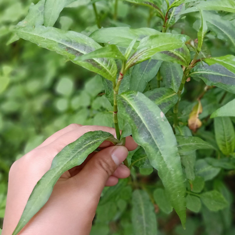 云南香柳香辣蓼鱼生新鲜蔬菜傣族香料撒撇佐料其它