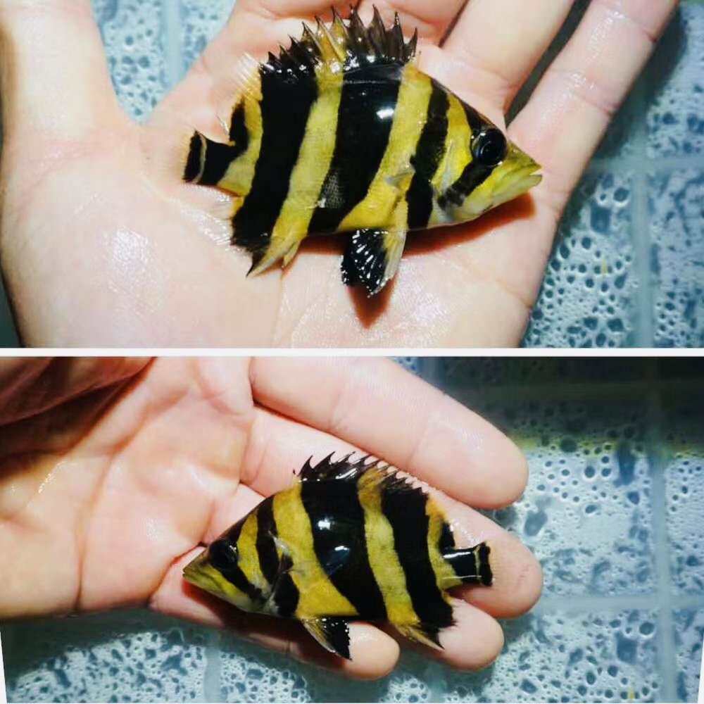 虎鱼苏虎鱼鱼苗活鱼印尼泰国三纹大型泰虎苏门答腊鱼