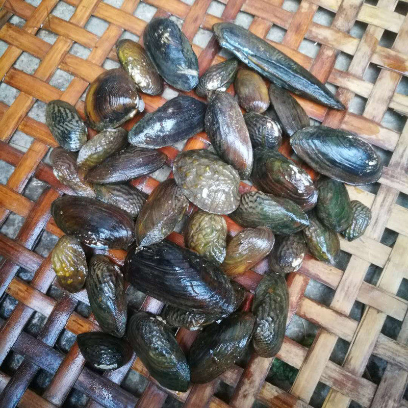 野生淡水黄金蚬活体迷你小河蚌鱼缸净化水质溪黄沙蚬观赏螺清道夫